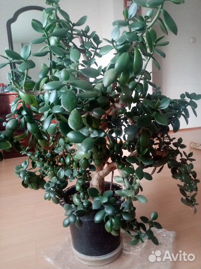 Кассула (Денежное дерево)