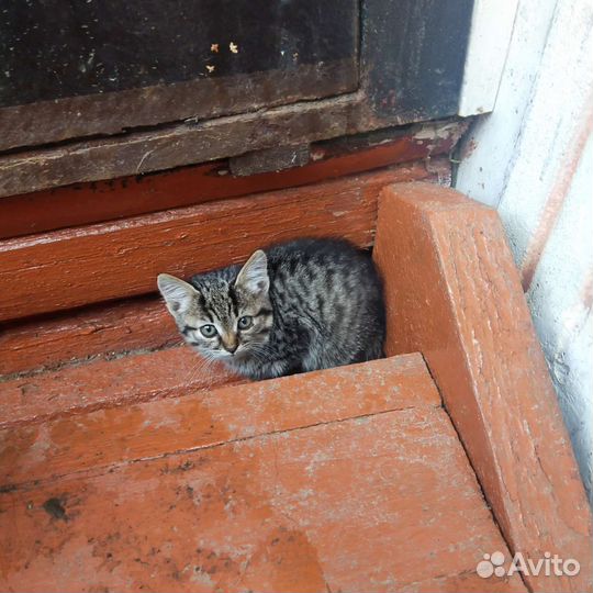 Кошки в добрые руки бесплатно