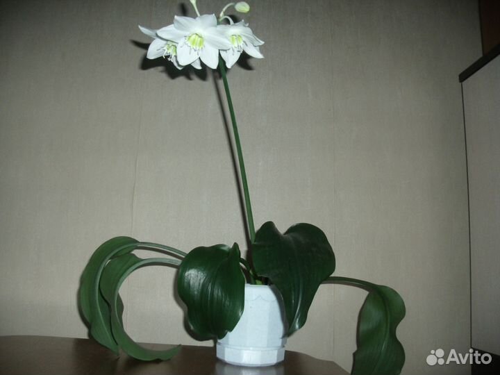 Взрослые цветы в больших горшках