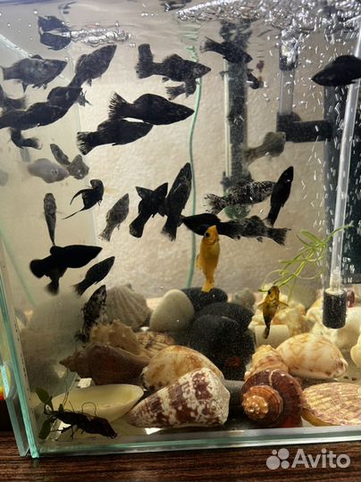 Рыба гуппи, малинейзия 3 видов, гурами, тернеция