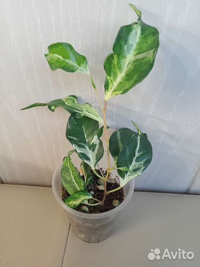 Комнатные растения