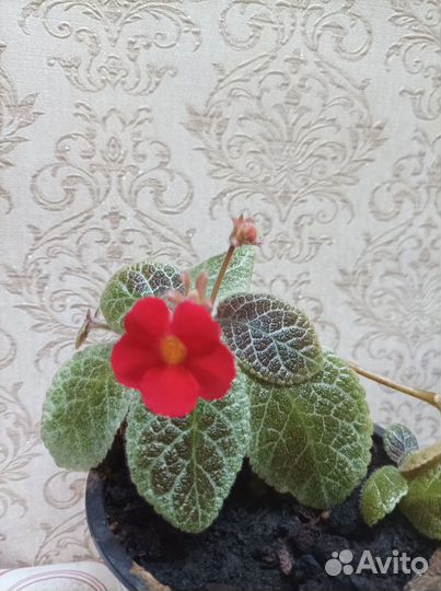 Комнатные цветы