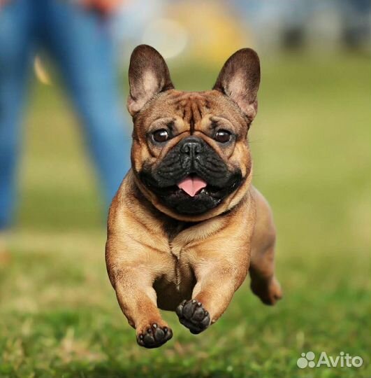 Кобель французского бульдога РКФ для вязки