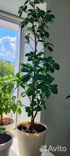 Фикус Мокламе