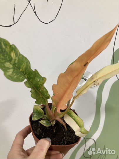 Филодендрон