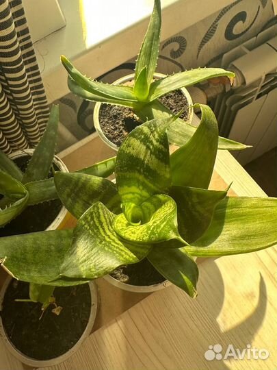 Алоэ сансевиерия отростки рассада саженцы