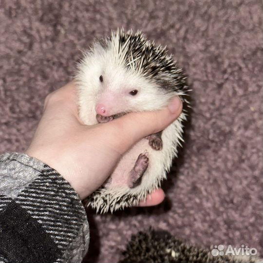 Африканский карликовый ежик