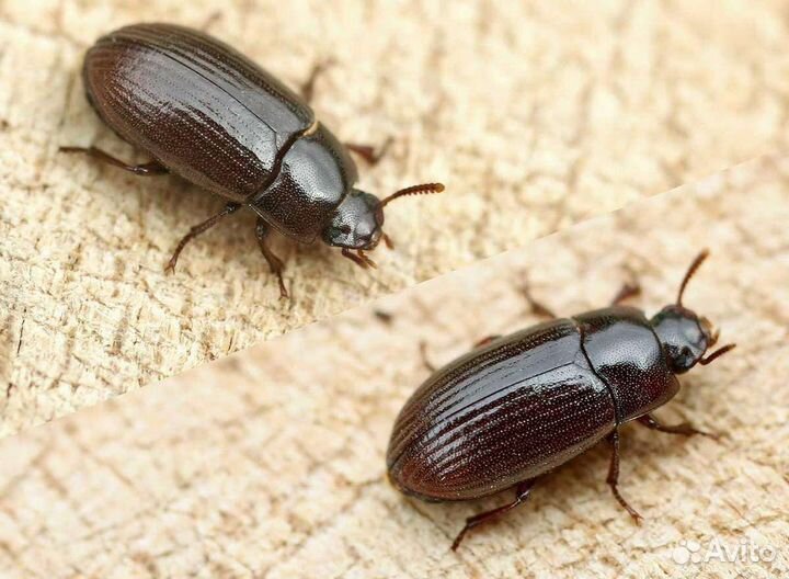 Жук знахарь