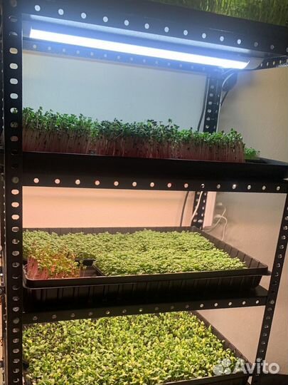 Микрозелень. Выращивание микрозелени