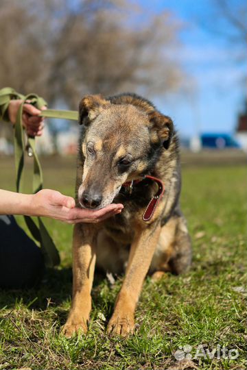 Собака Серхио бесплатно
