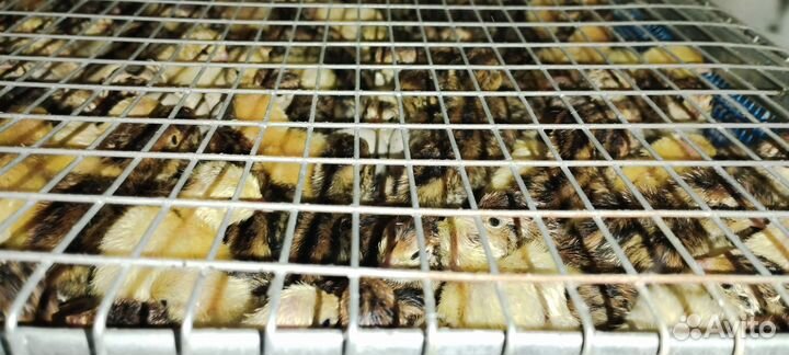 Инкубационное яйцо перепела