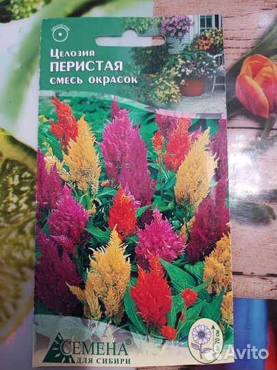 Рассада цветов: портулак, цинерария,виола и др