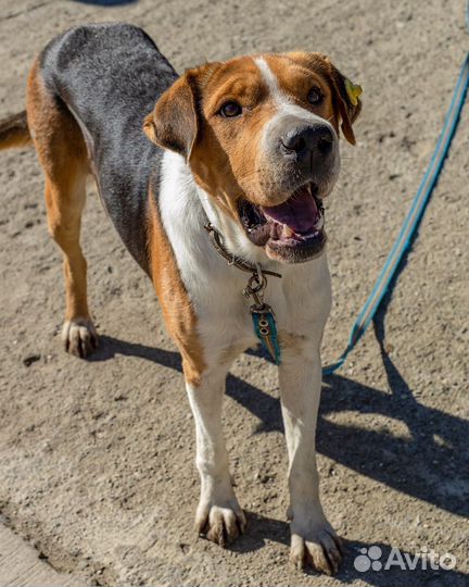 Собака мальчик умный 2 года