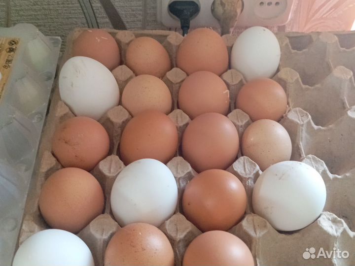 Домашние куриные яйца