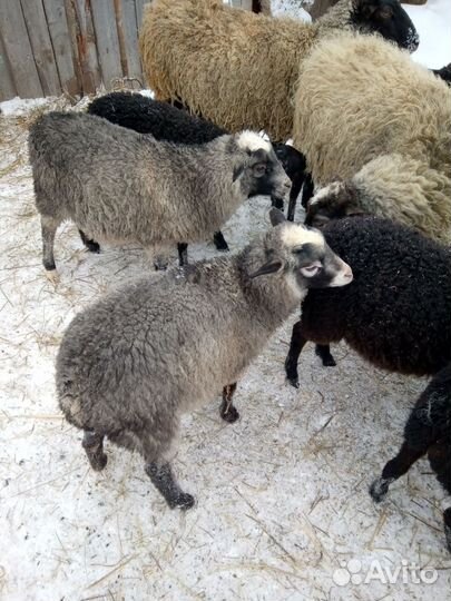 Овцы,телята
