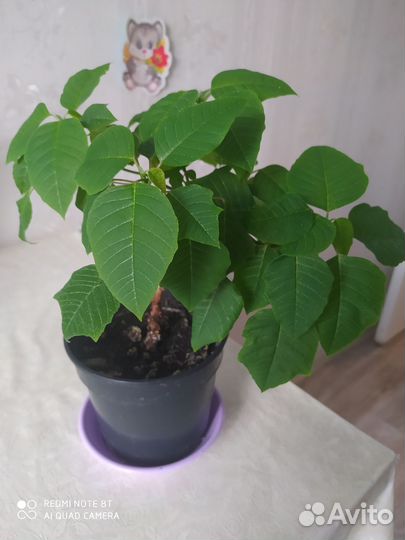 Комнатные растения