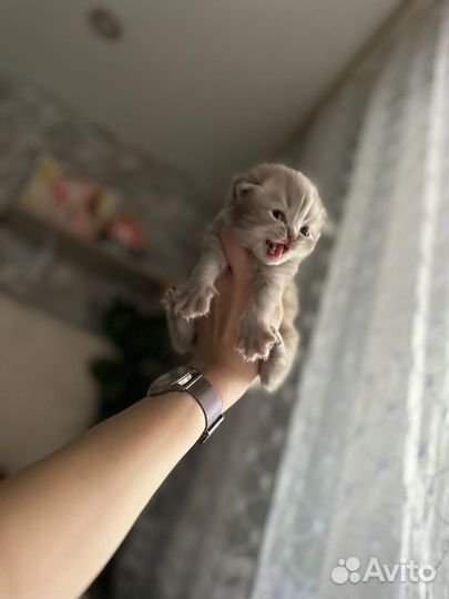Котятки