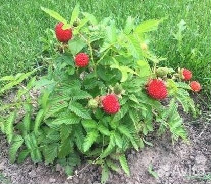 Тибетская малина