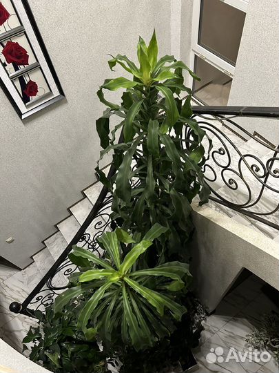 Пальма драцена