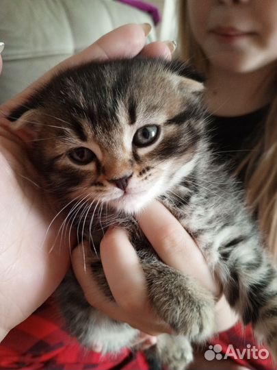 Шотландская