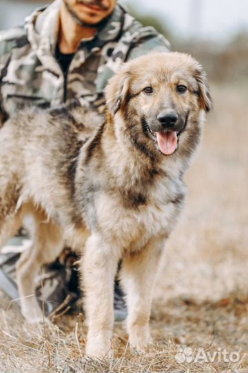Кавказская овчарка метис щенок