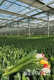 Тюльпаны опт