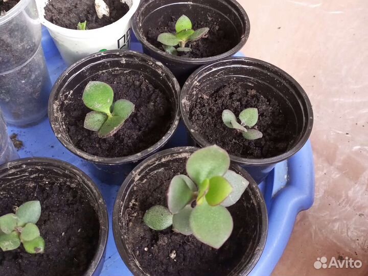 Денежное дерево толстянка