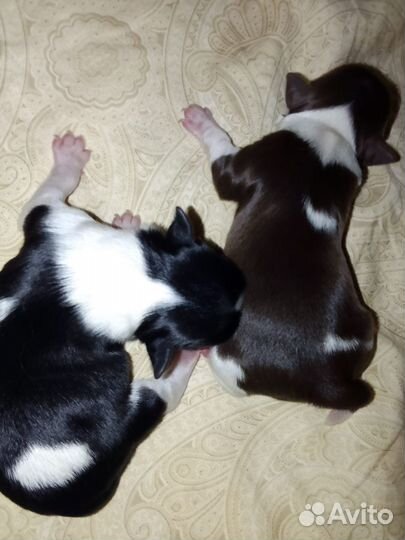 Йорки-биверы