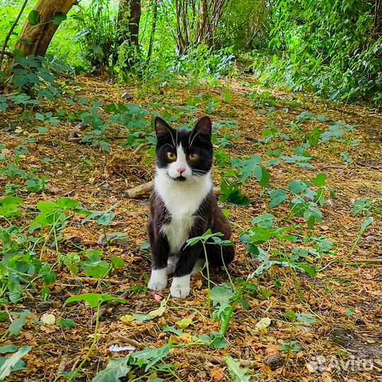 Котятки: все проходят мимо них