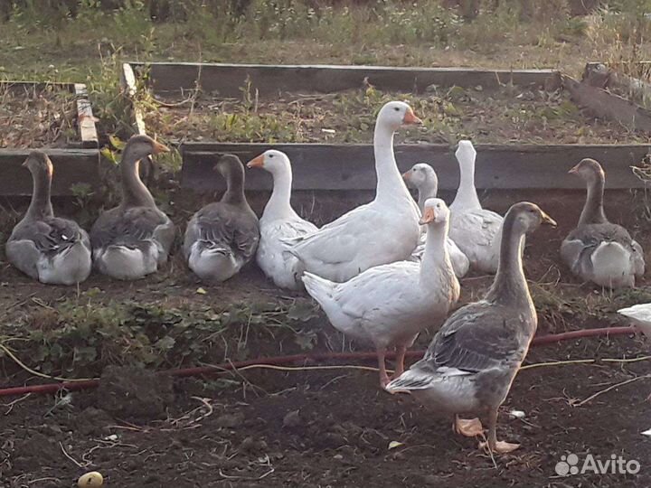 Гуси