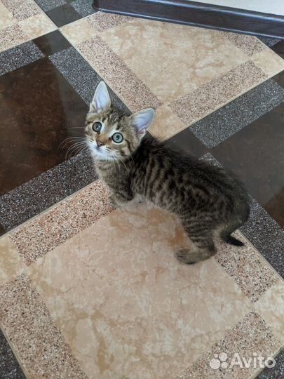 Кошки в добрые руки