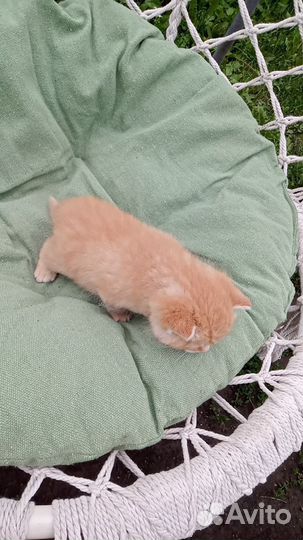 Продаются котята