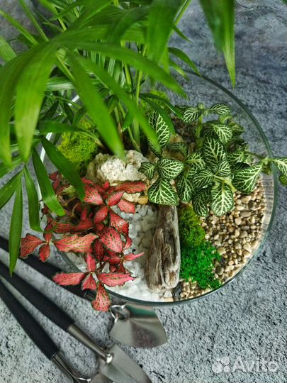 Флорариум с хамедореей и фиттониями