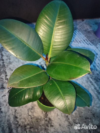 Фикус каучуконосный