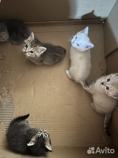Кошки бесплатно