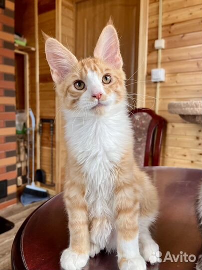 Мейн-кун котик