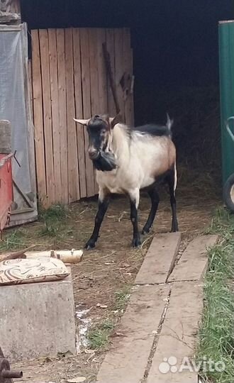 Козел альпийский