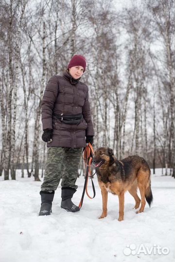 Метис малинуа в приюте ищет дом
