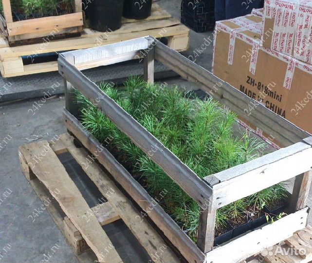 Сибирский кедр. Саженцы