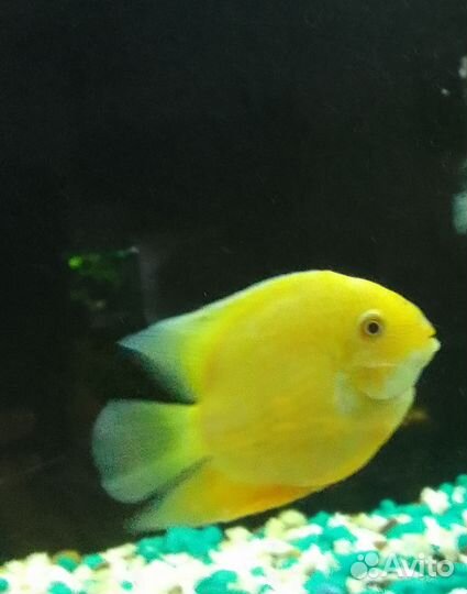 Аквариумы. Рыбки разные