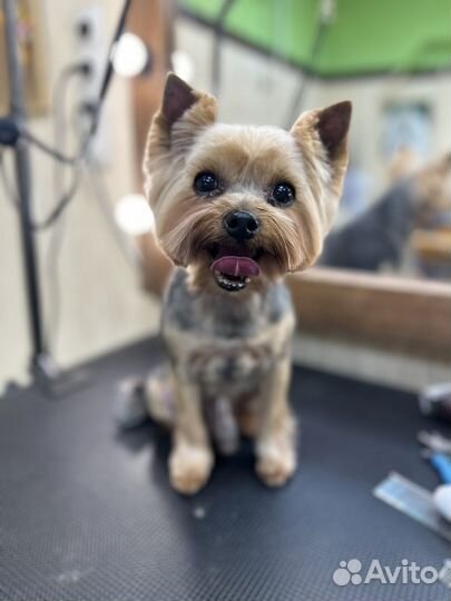 Груминг пушистиков