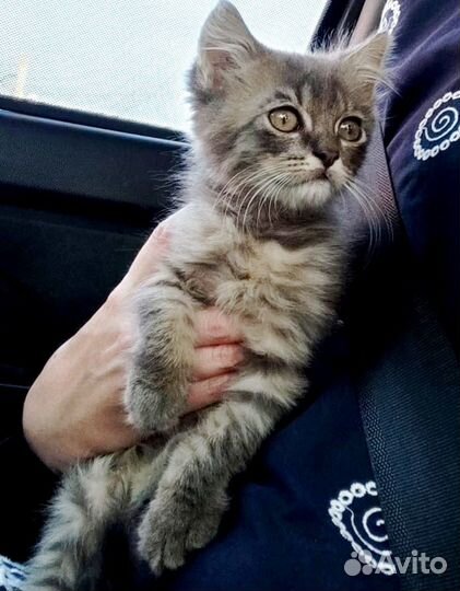 Кошки в добрые руки