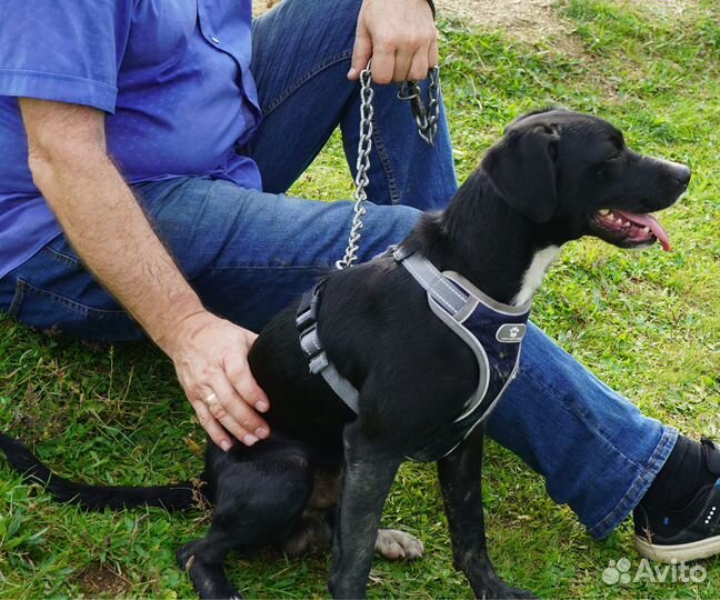 Молодая собака (пёс) в заботливые руки (кобель)