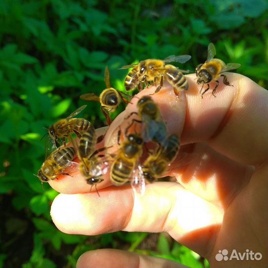 Пчелы, пчелопакеты, рои