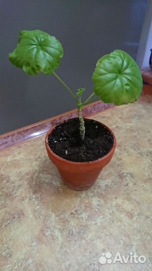 Пеларгония герань сортовая