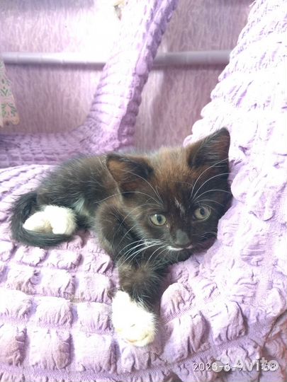 Котенок от Шотландской вислоухой кошки