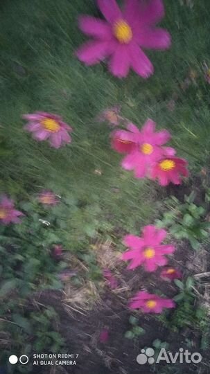 Отдам семена цветов