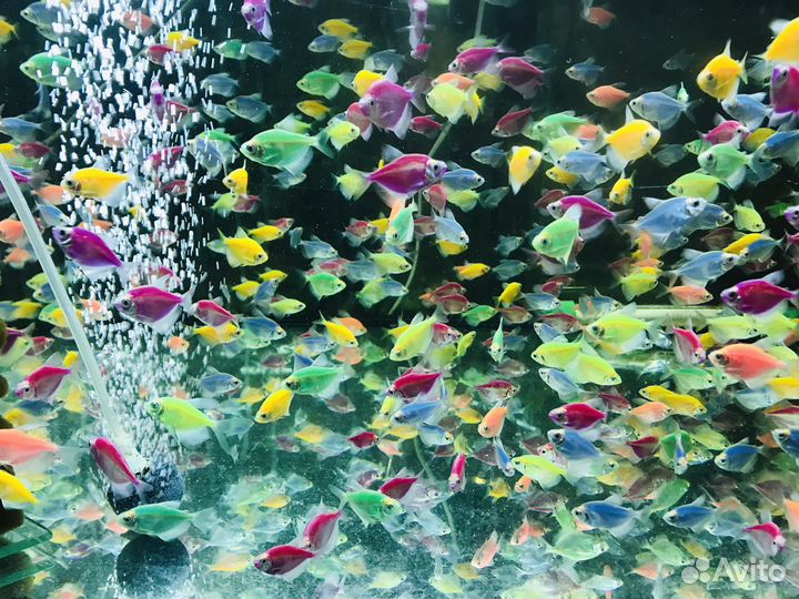 Аквариумные рыбки