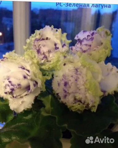 Набор фиалок