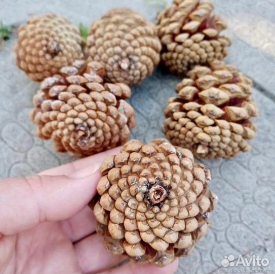Шишки, стручки, орехи